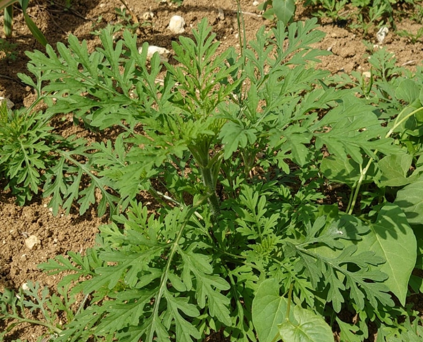 Ambroisies Mobilisation Collective Pour Limiter Limplantation De L